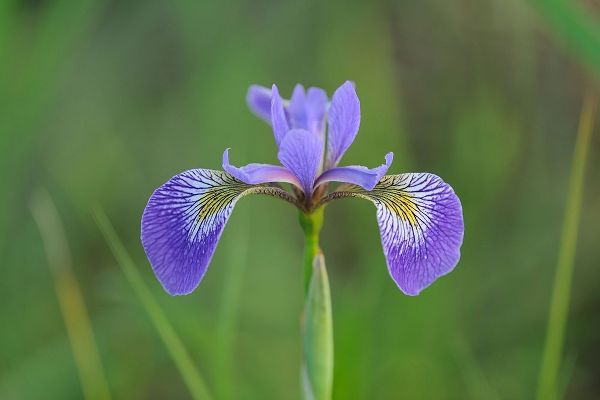 Canada-Manitoba-Whiteshell Provincial Park Blue flag iris in field